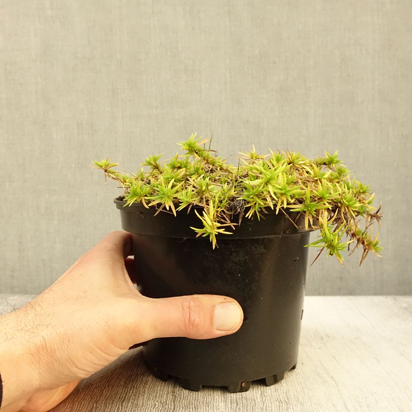Example of Pfriemenförmiger Phlox Moerheimii - Phlox subulata Topf mit 2L/3L as you get in automne