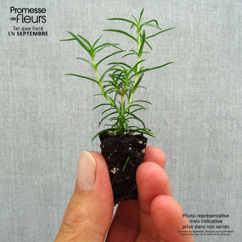Exemplar von Pfriemenförmiger Phlox Amazing Grace - Phlox subulata Mini-Plug Ø 1,5/2,5 cm wie im Herbst geliefert