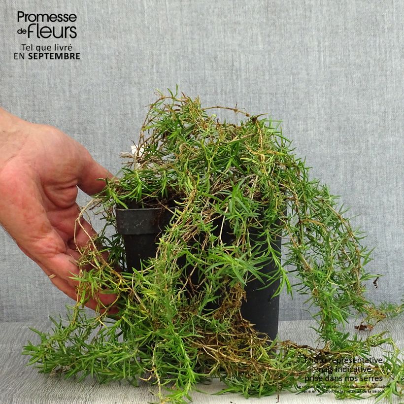 Example of Pfriemenförmiger Phlox Scarlet Flame - Phlox subulata Topf mit 2L/3L as you get in ete