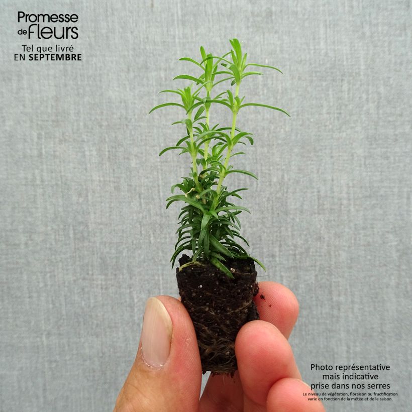 Example of Pfriemenförmiger Phlox White Delight - Phlox subulata Mini-Plug Ø 3/4 cm as you get in automne