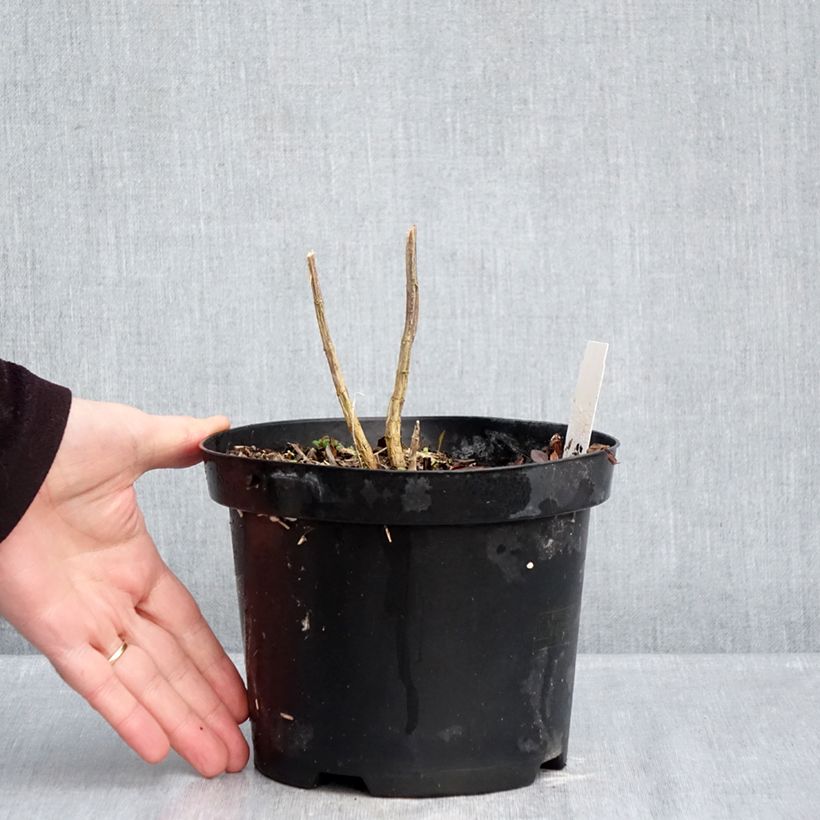 Exemplar von Hohe Flammenblume Adinda - Phlox paniculata Topf mit 2L/3L wie im Winter geliefert