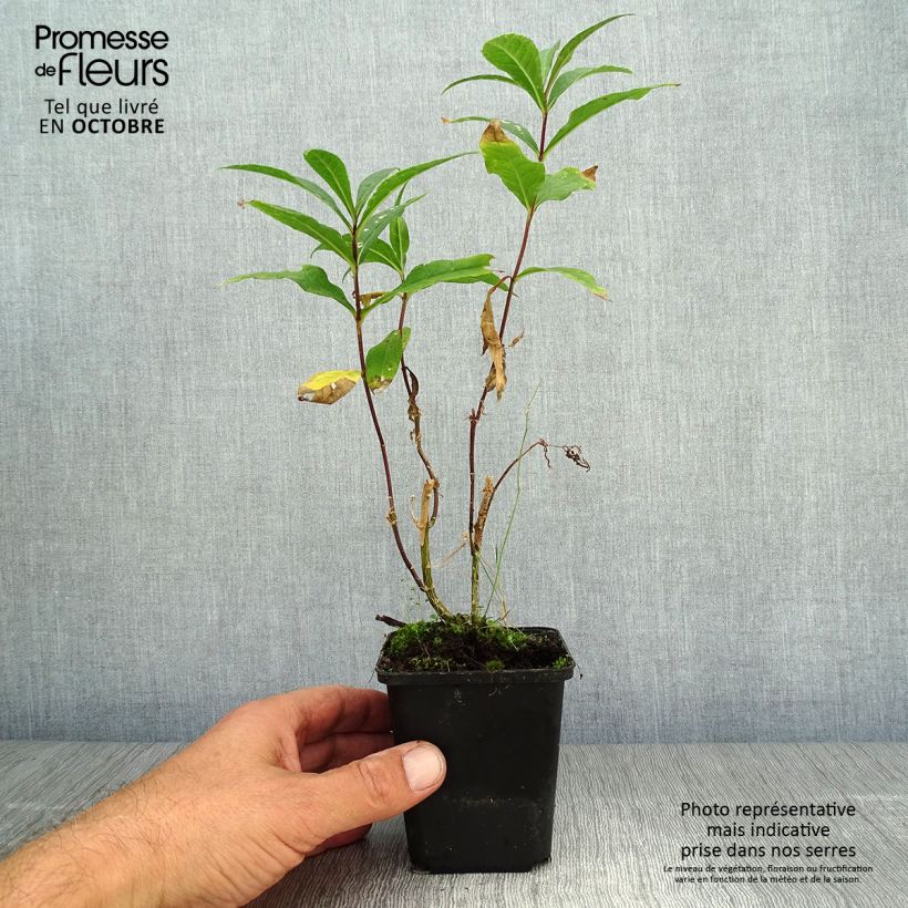 Example of Hohe Flammenblume Amethyst - Phlox paniculata Kleine Töpfe von 8/9 cm as you get in automne