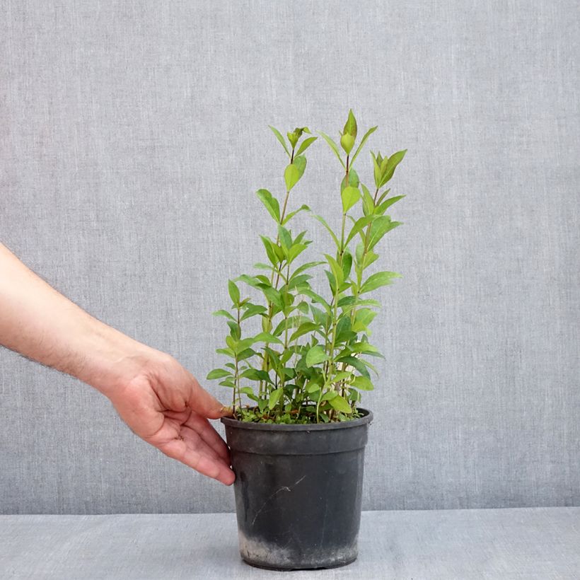 Example of Hohe Flammenblume Aureole - Phlox paniculata Topf mit 2L/3L as you get in printemps