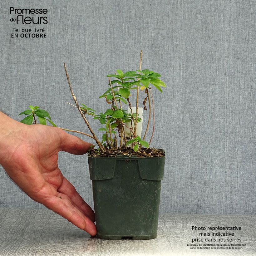 Example of Hohe Flammenblume Bambini Candy Crush - Phlox paniculata Topf 10 cm/11cm as you get in automne