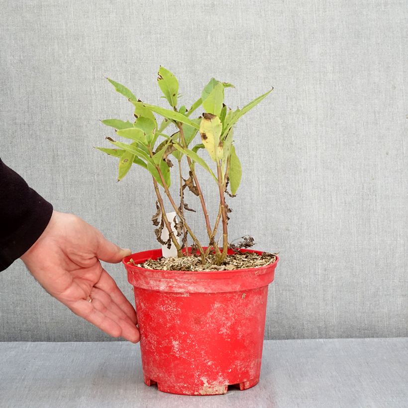 Exemplar von Hohe Flammenblume Bambini Candy Crush - Phlox paniculata Wurzelnackt wie im Herbst geliefert