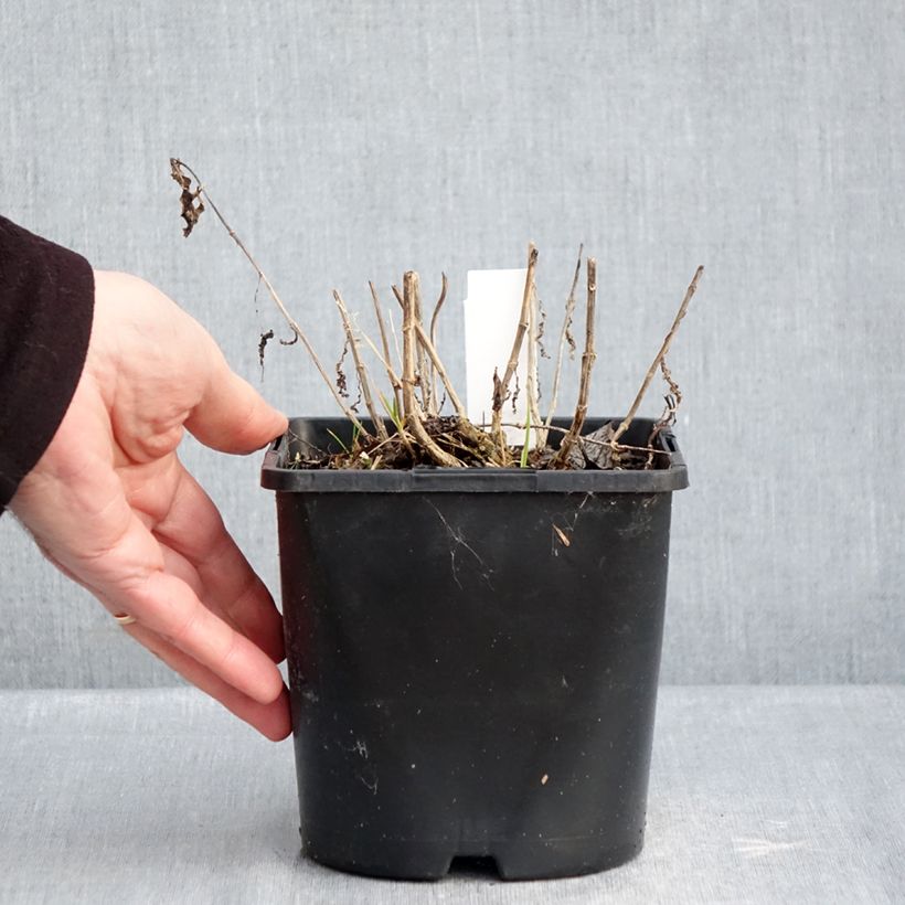 Exemplar von Hohe Flammenblume Bambini Desire - Phlox paniculata Topf mit 2L/3L wie im Winter geliefert