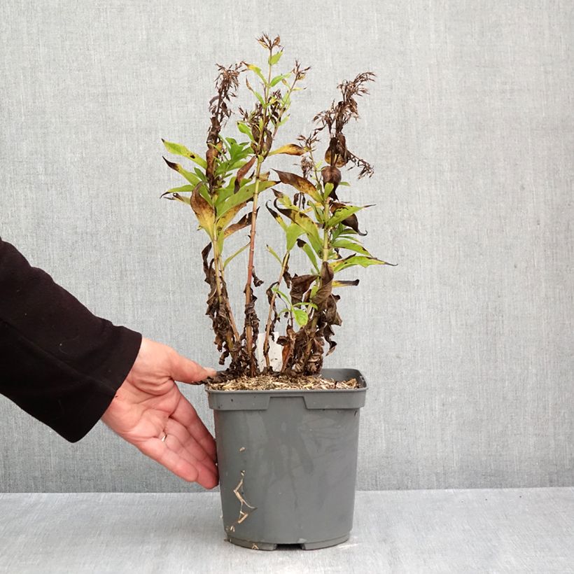 Exemplar von Hohe Flammenblume Bambini Primadonna - Phlox paniculata Topf mit 2L/3L wie im Herbst geliefert