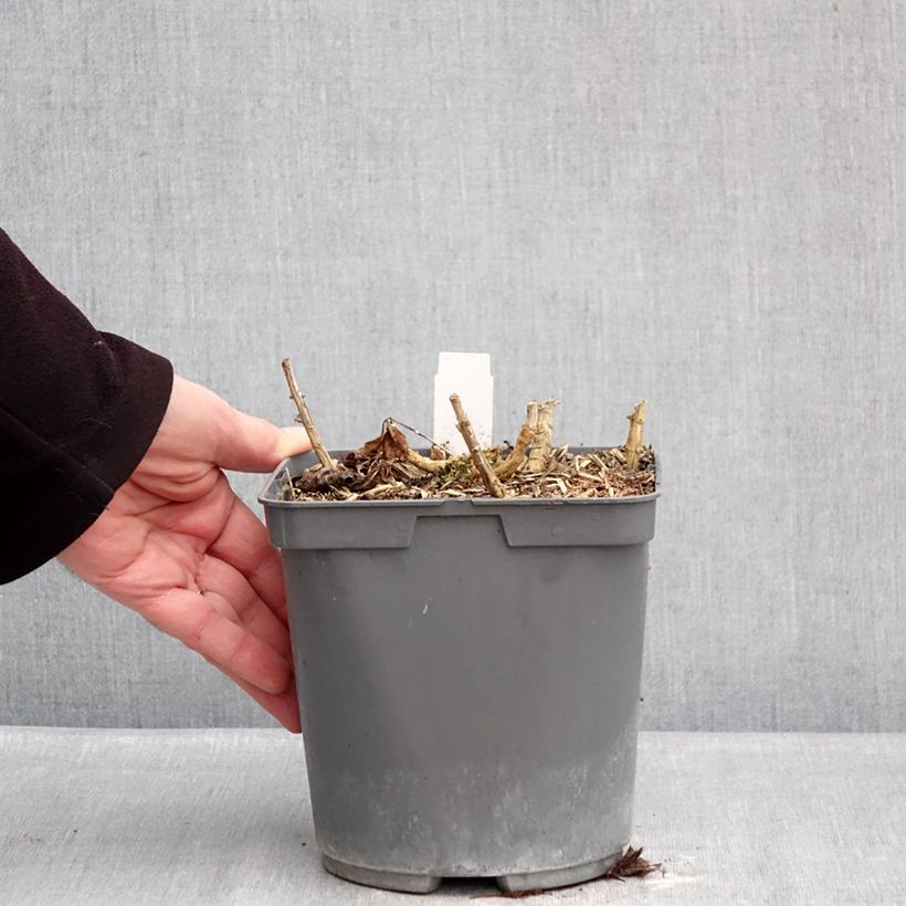 Exemplar von Hohe Flammenblume Bambini Primadonna - Phlox paniculata Topf mit 2L/3L wie im Winter geliefert