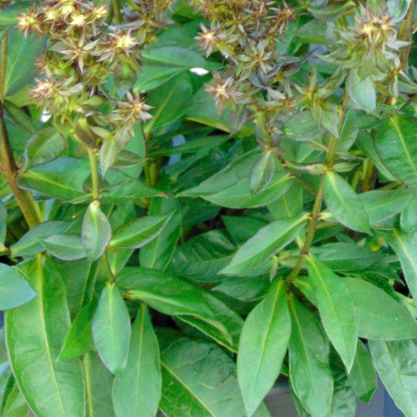 Hohe Flammenblume Blind Lion - Phlox paniculata (Foliage)