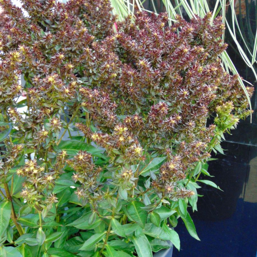 Hohe Flammenblume Blind Lion - Phlox paniculata (Plant habit)