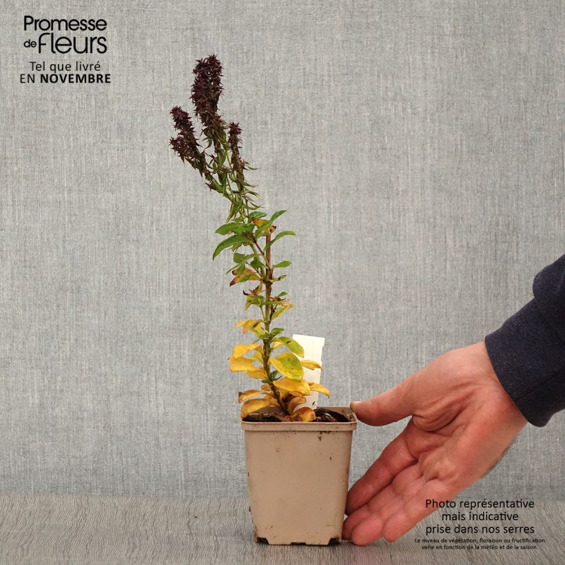 Example of Hohe Flammenblume Blind Lion - Phlox paniculata Kleine Töpfe von 8/9 cm as you get in automne