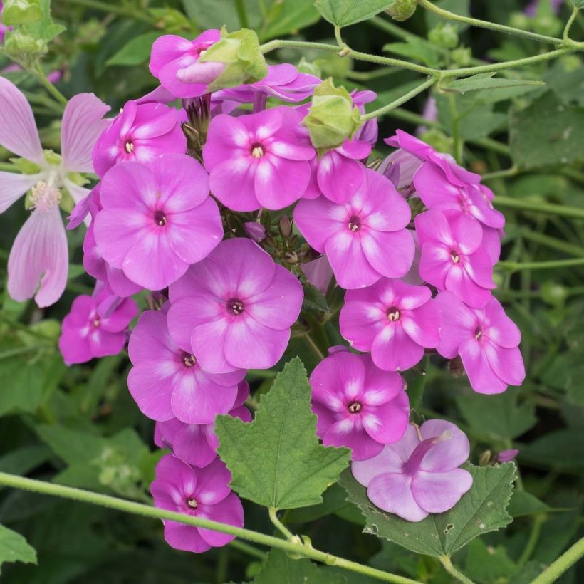 Hohe Flammenblume Blue Paradise - Phlox paniculata (Flowering)