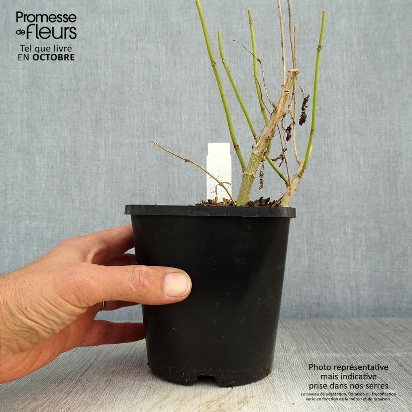 Example of Hohe Flammenblume Blue Paradise - Phlox paniculata Topf mit 1,5L/2L as you get in automne