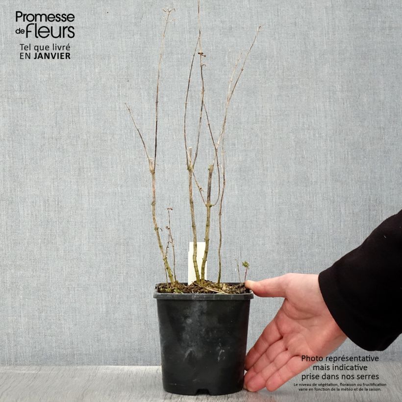 Exemplar von Hohe Flammenblume Blue Paradise - Phlox paniculata Topf mit 1,5L/2L wie im Winter geliefert