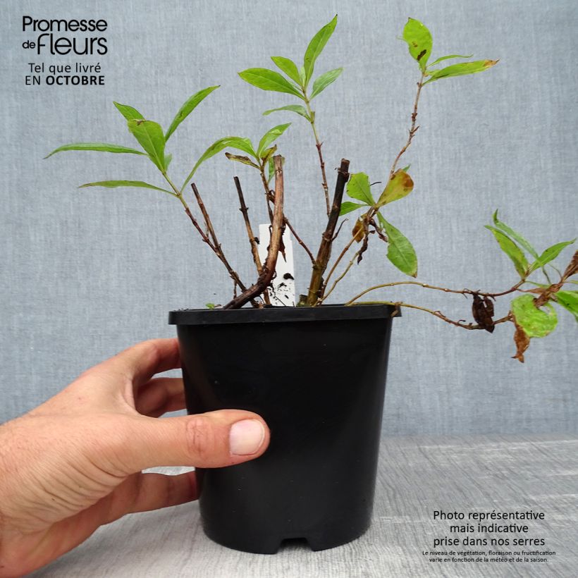 Example of Hohe Flammenblume Bright Eyes - Phlox paniculata Topf mit 1,5L/2L as you get in automne