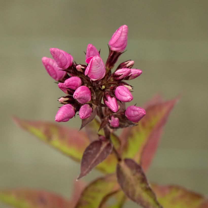 Hohe Flammenblume Butonik - Phlox paniculata (Flowering)