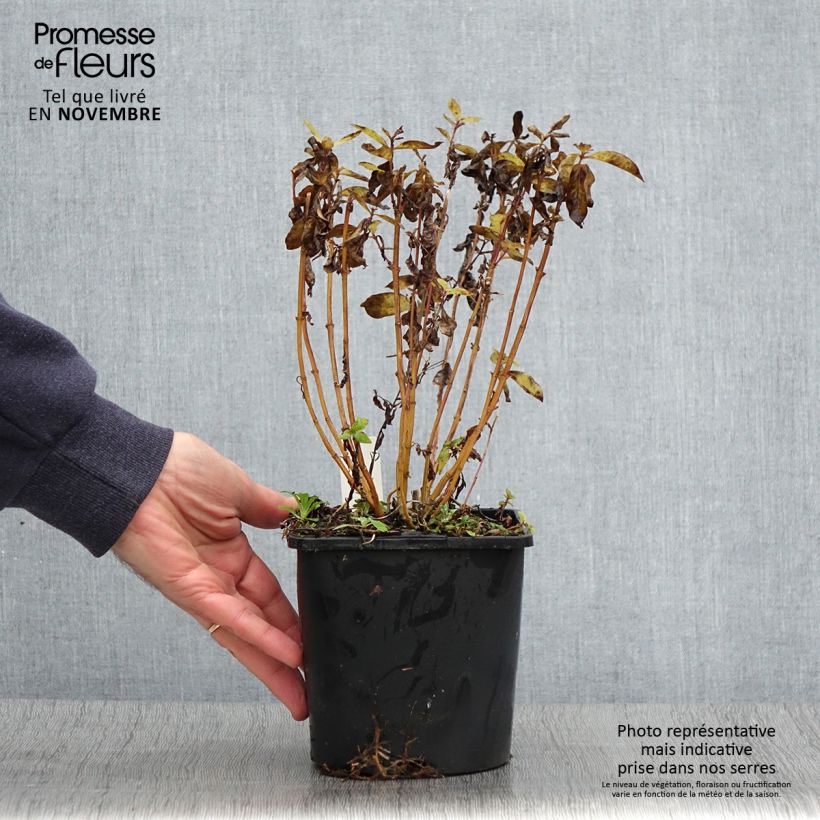 Example of Hohe Flammenblume Butonik - Phlox paniculata Topf mit 2L/3L as you get in automne