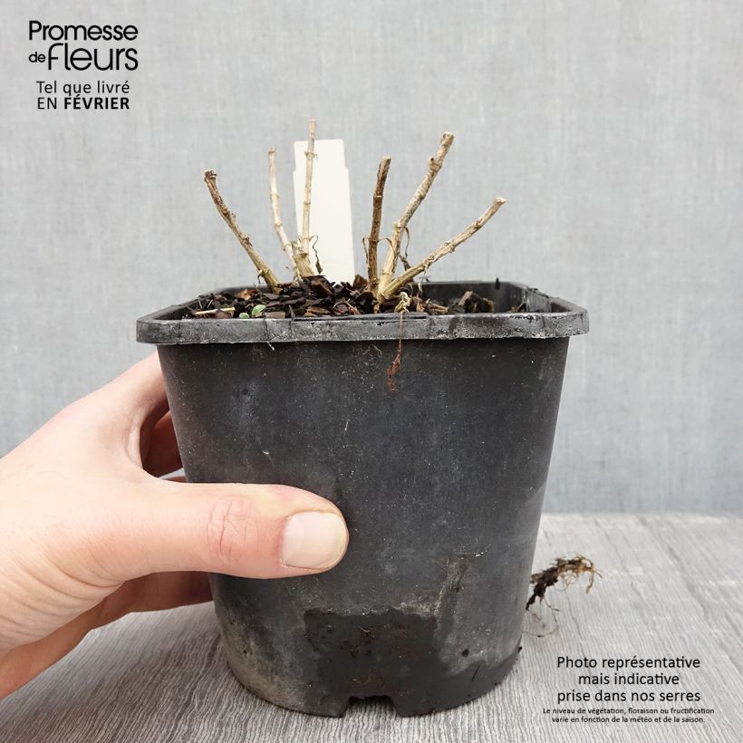 Exemplar von Hohe Flammenblume Butonik - Phlox paniculata Topf mit 2L/3L wie im Winter geliefert