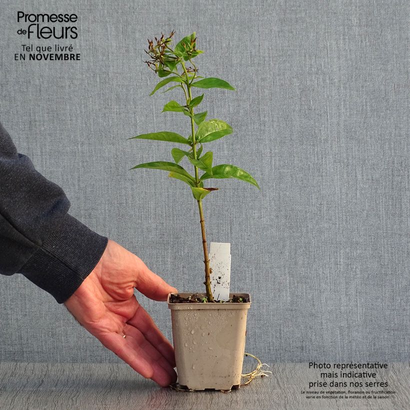 Example of Hohe Flammenblume Coral Flame - Phlox paniculata Kleine Töpfe von 8/9 cm as you get in automne