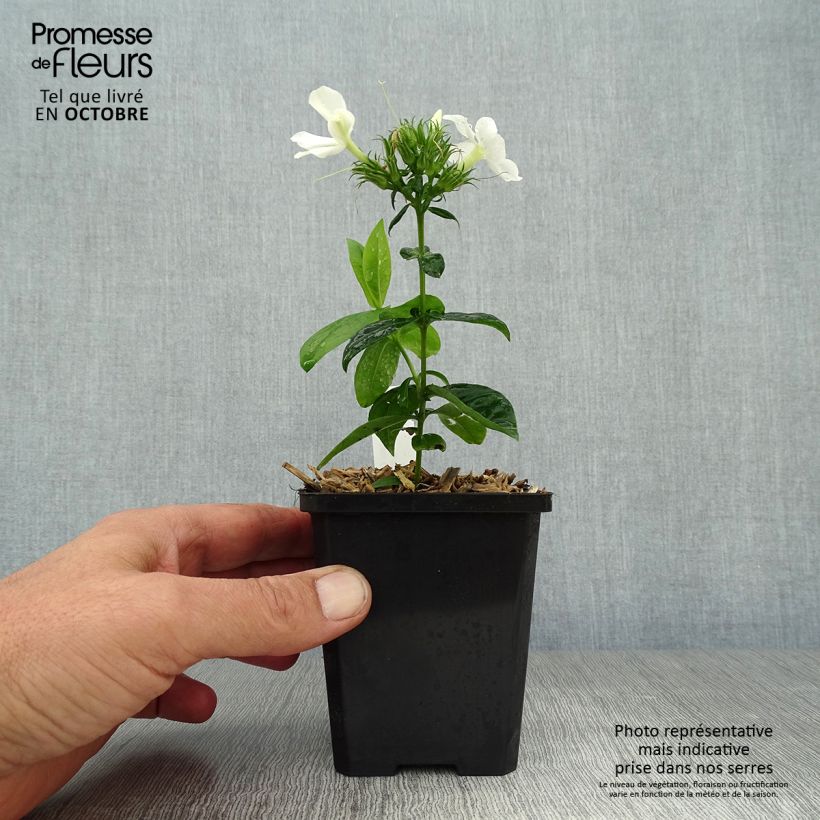 Example of Hohe Flammenblume David - Phlox paniculata Kleine Töpfe von 8/9 cm as you get in automne