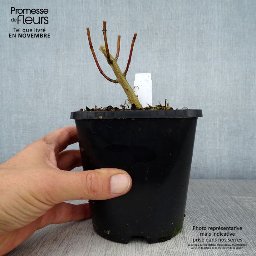 Example of Hohe Flammenblume David - Phlox paniculata Topf mit 1,5L/2L as you get in automne