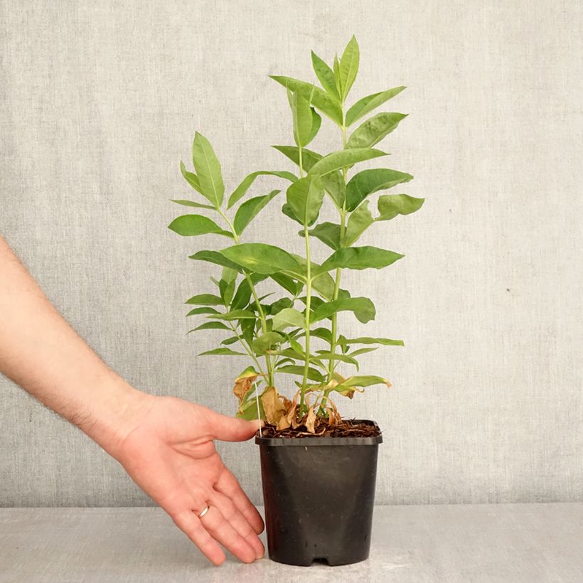 Exemplar von Hohe Flammenblume David - Phlox paniculata Topf mit 1,5L/2L wie im Frühjahr geliefert