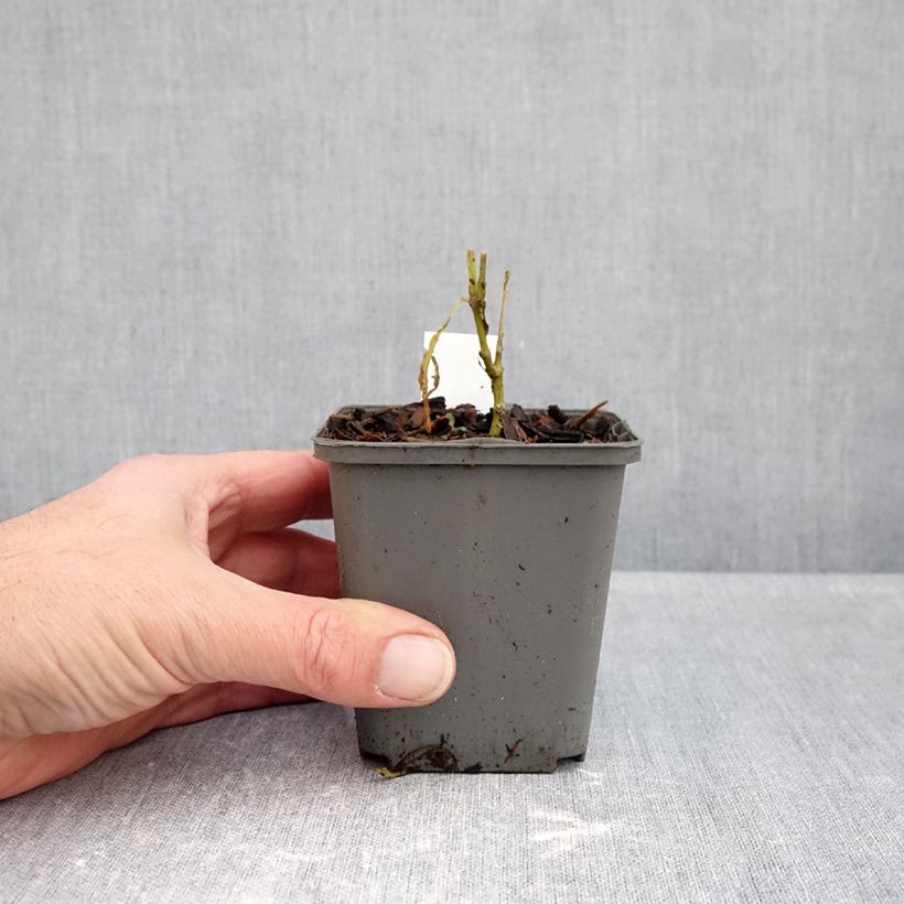 Exemplar von Hohe Flammenblume Elisabeth - Phlox paniculata Kleine Töpfe von 8/9 cm wie im Herbst geliefert