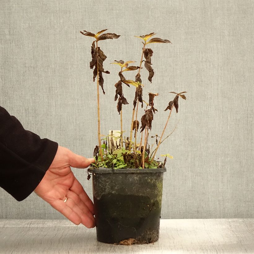 Example of Hohe Flammenblume Famous Light Pink - Phlox paniculata Topf mit 2L/3L as you get in automne