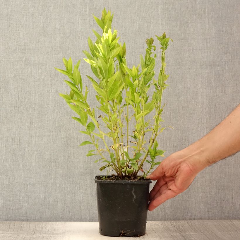 Example of Hohe Flammenblume Famous Purple - Phlox paniculata Topf mit 2L/3L as you get in ete