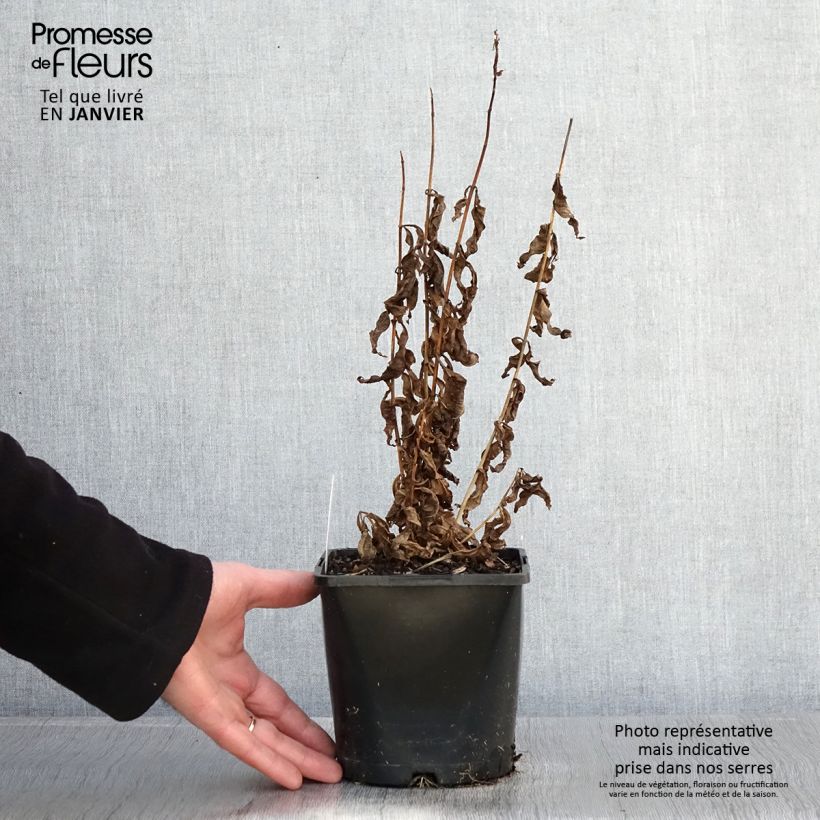 Exemplar von Hohe Flammenblume Famous Purple - Phlox paniculata Topf mit 2L/3L wie im Winter geliefert