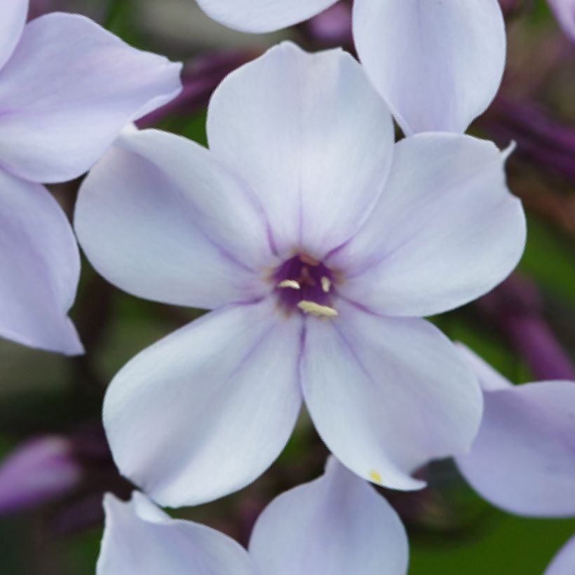 Hohe Flammenblume Flame Marine - Phlox paniculata (Flowering)