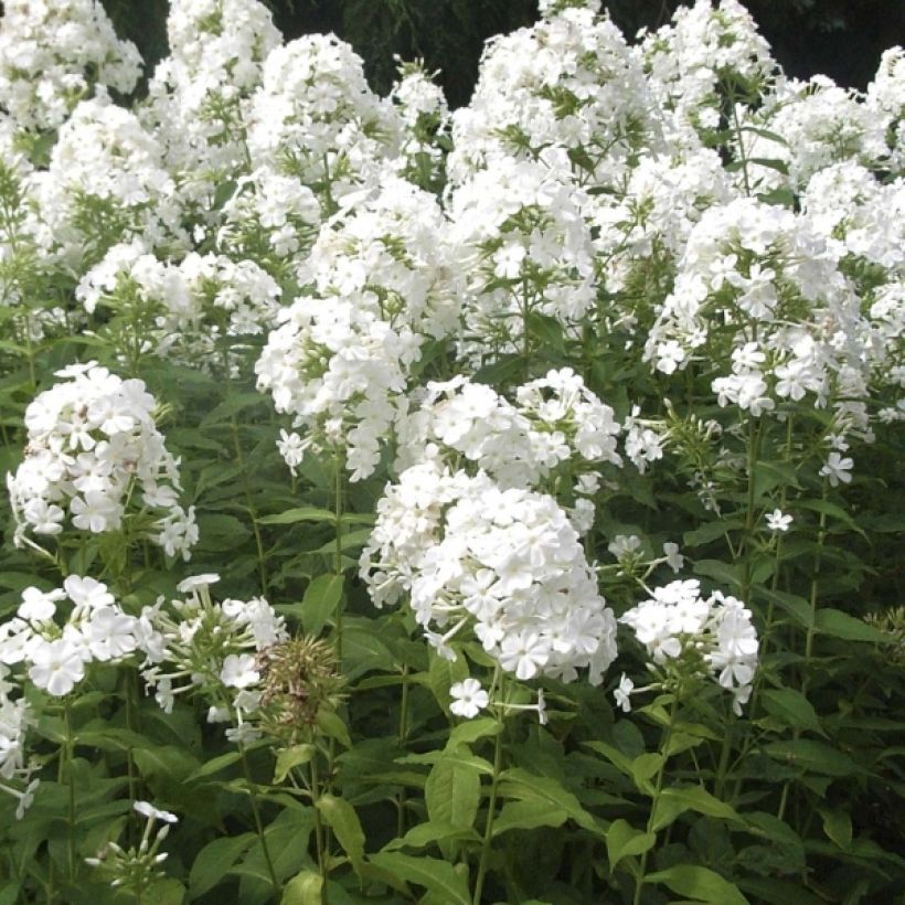 Hohe Flammenblume Fujiyama - Phlox paniculata (Flowering)