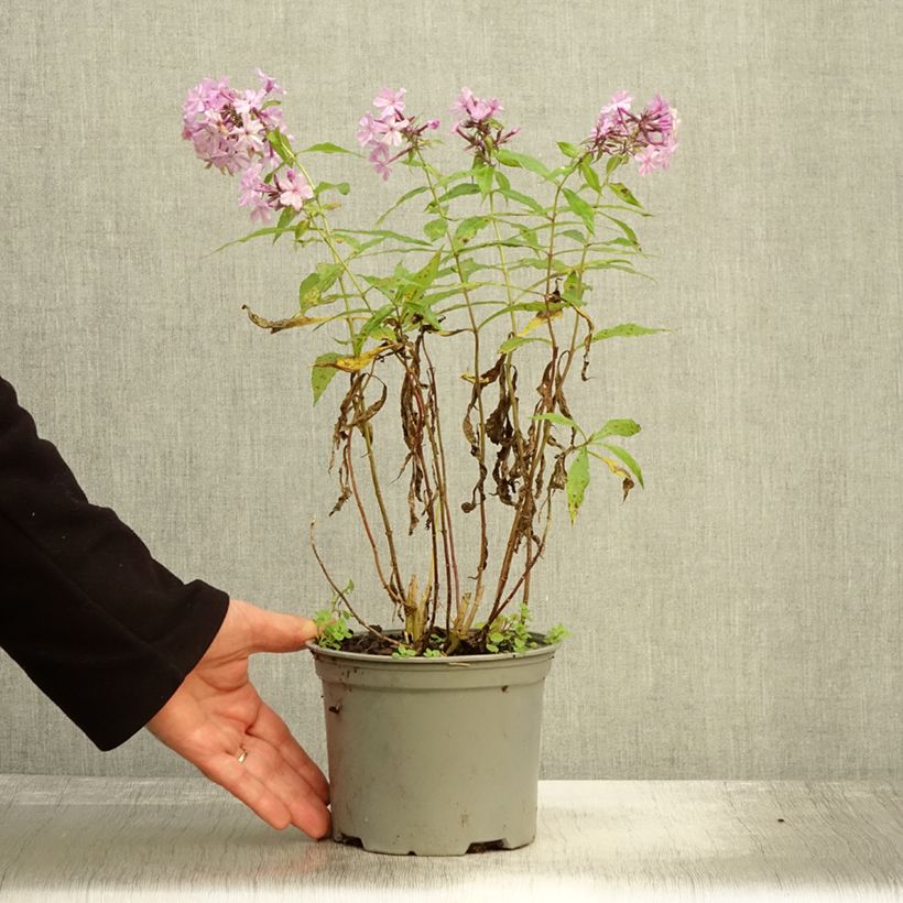 Example of Hohe Flammenblume Hesperis - Phlox paniculata Topf mit 2L/3L as you get in automne