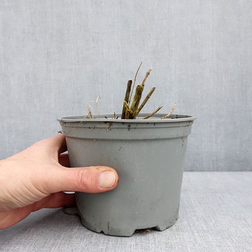 Exemplar von Hohe Flammenblume Hesperis - Phlox paniculata Topf mit 2L/3L wie im Winter geliefert