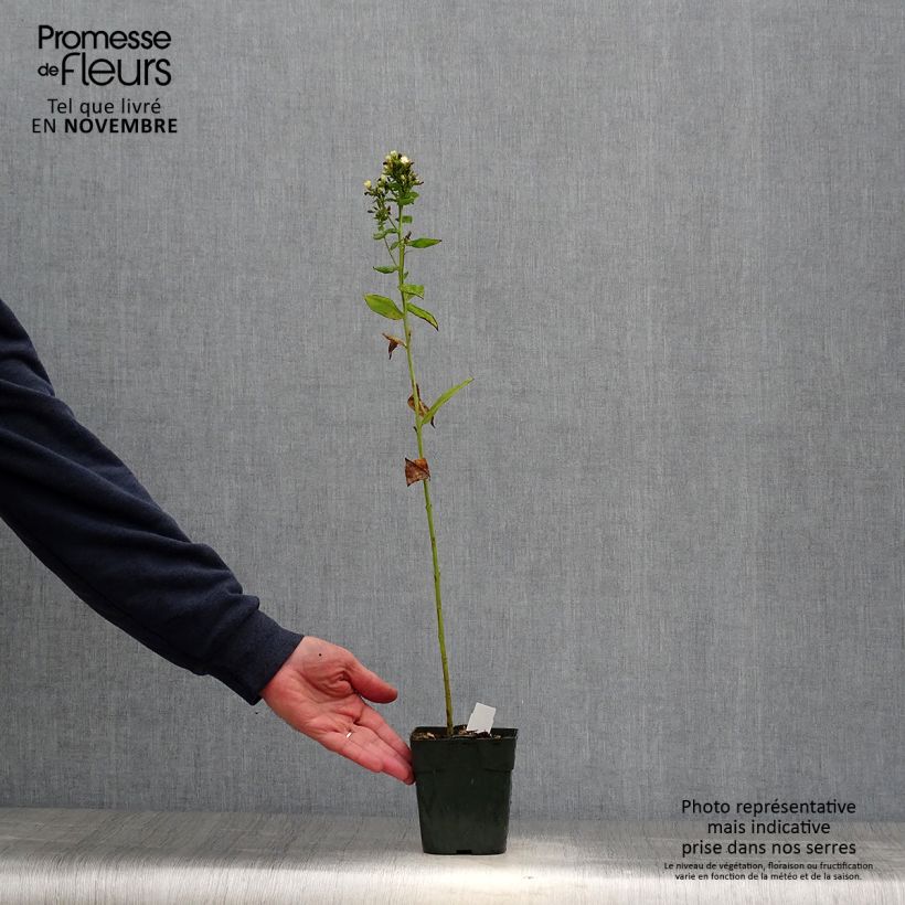 Example of Hohe Flammenblume Jade - Phlox paniculata Kleine Töpfe von 8/9 cm as you get in automne