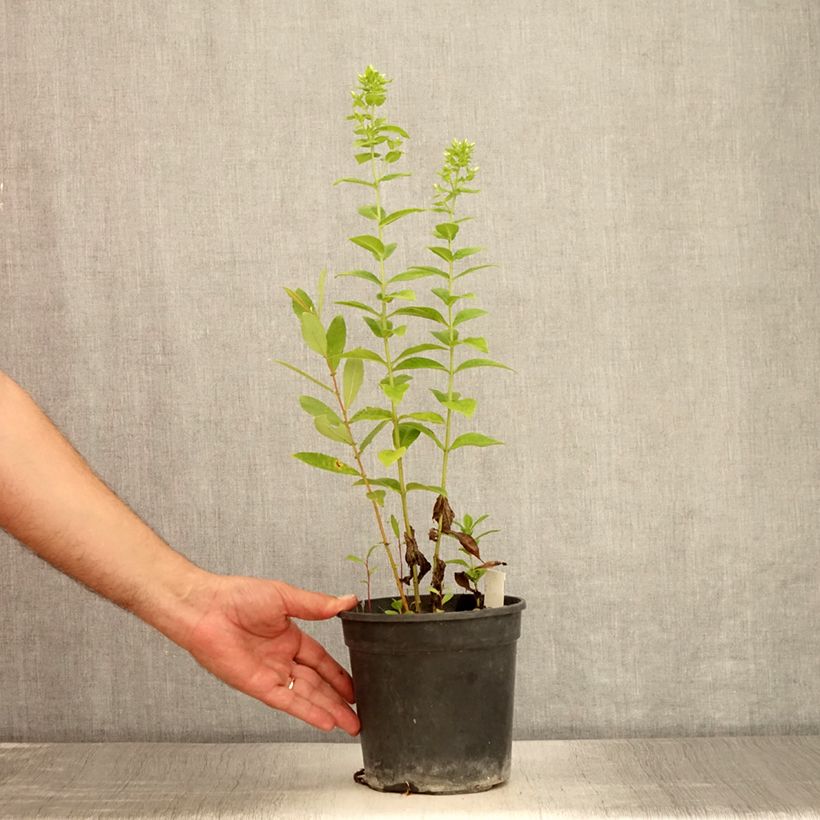 Example of Hohe Flammenblume Jade - Phlox paniculata Topf mit 2L/3L as you get in ete
