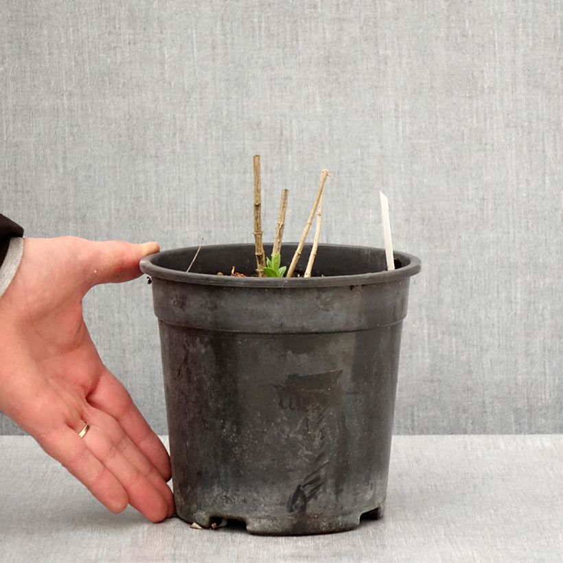 Exemplar von Hohe Flammenblume Jade - Phlox paniculata Topf mit 2L/3L wie im Frühjahr geliefert