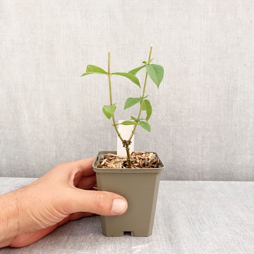 Exemplar von Hohe Flammenblume Jeana - Phlox paniculata Kleine Töpfe von 8/9 cm wie im Herbst geliefert