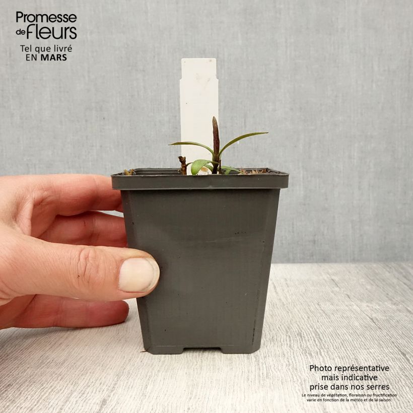 Exemplar von Hohe Flammenblume Jeana - Phlox paniculata Kleine Töpfe von 8/9 cm wie im Frühjahr geliefert