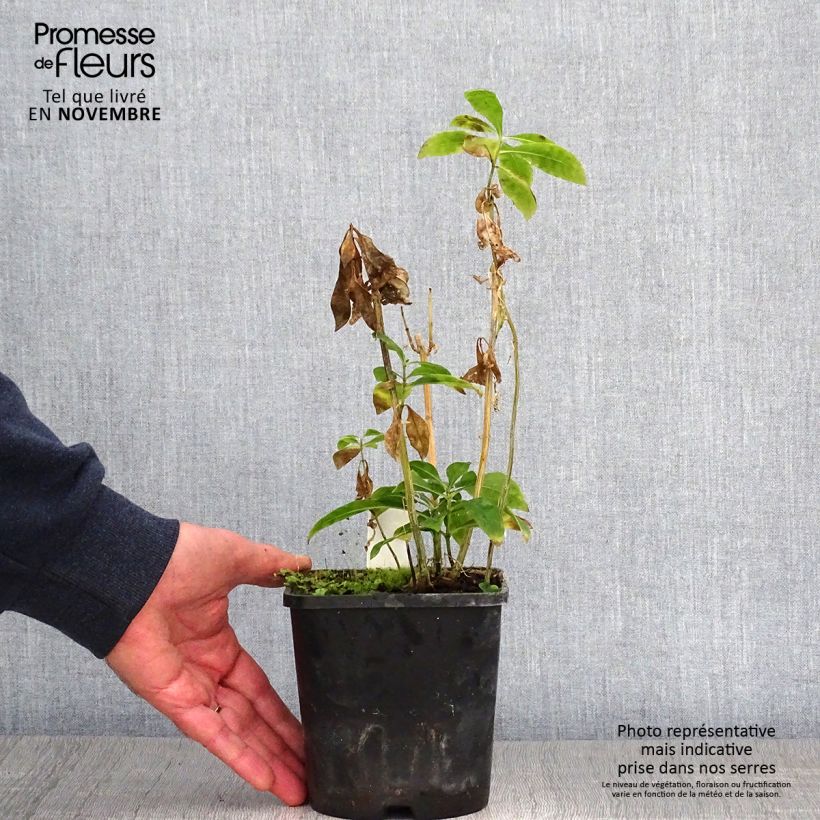 Example of Hohe Flammenblume Laura - Phlox paniculata Topf mit 1,5L/2L as you get in automne