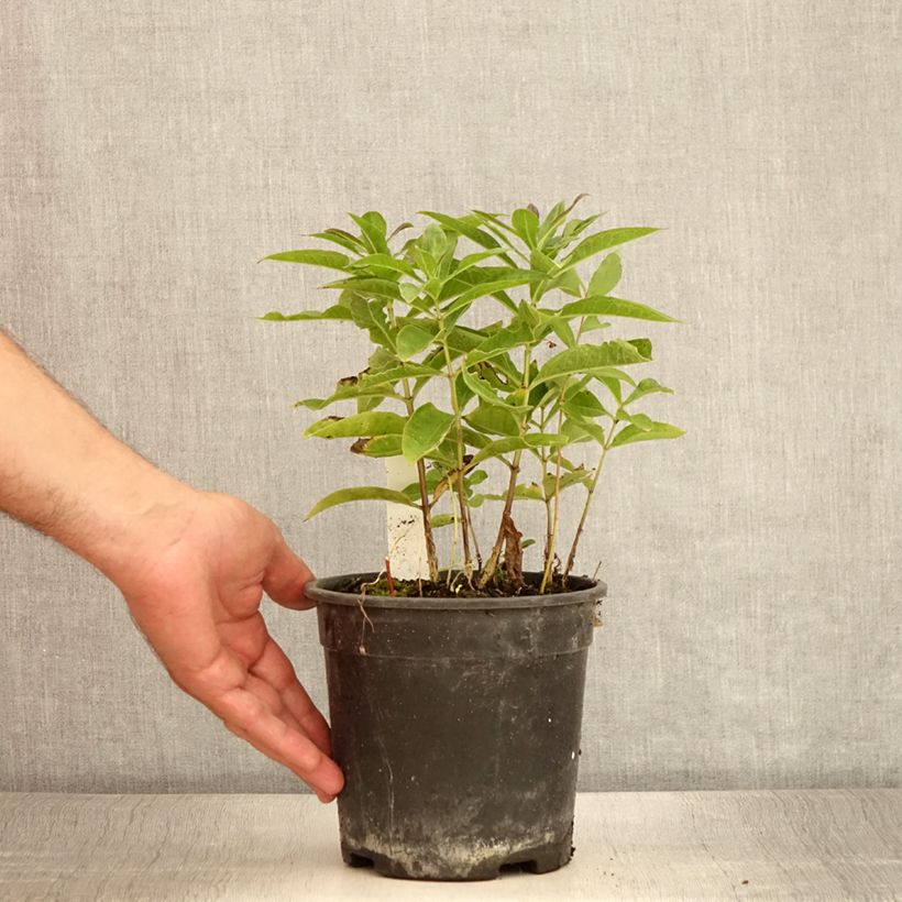 Example of Hohe Flammenblume Little Laura - Phlox paniculata Topf mit 2L/3L as you get in ete