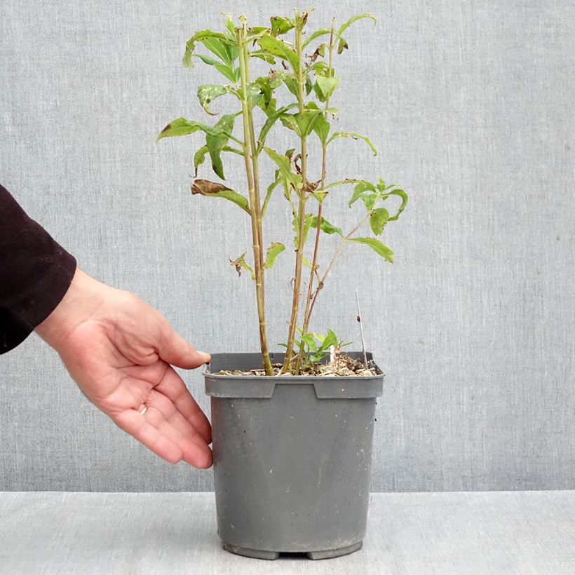 Exemplar von Hohe Flammenblume Mike's Favourite - Phlox paniculata Topf mit 2L/3L wie im Herbst geliefert