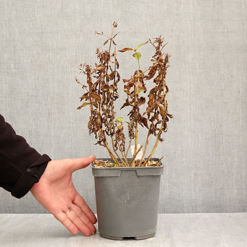 Exemplar von Hohe Flammenblume Modern Art - Phlox paniculata Topf mit 2L/3L wie im Herbst geliefert