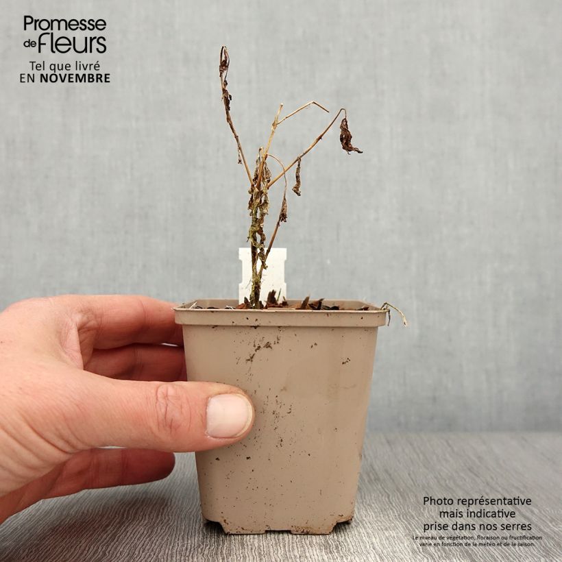Example of Hohe Flammenblume Olympus - Phlox paniculata Kleine Töpfe von 8/9 cm as you get in automne