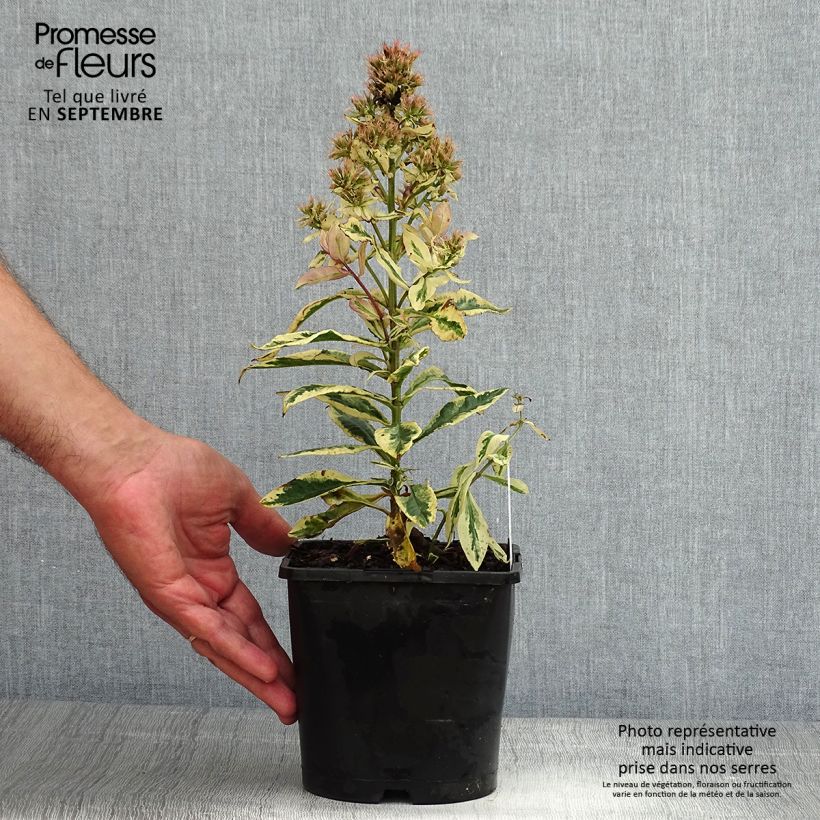 Example of Hohe Flammenblume Olympus - Phlox paniculata Topf mit 1,5L/2L as you get in ete