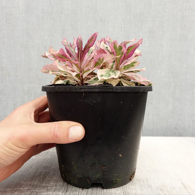 Exemplar von Hohe Flammenblume Olympus - Phlox paniculata Topf mit 1,5L/2L wie im Frühjahr geliefert