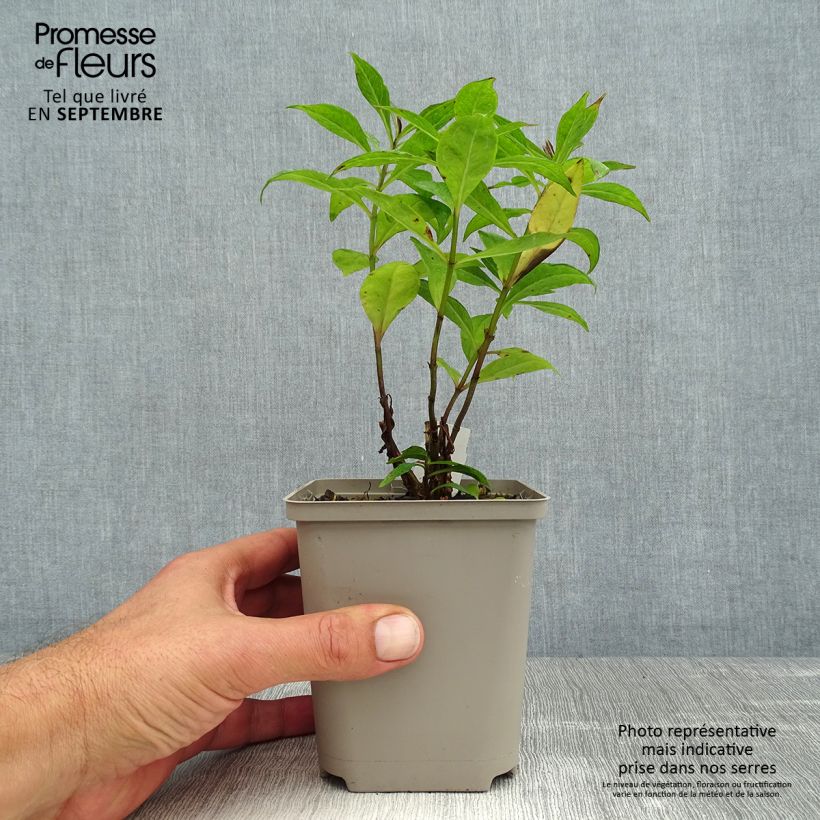 Example of Hohe Flammenblume Orange Perfection - Phlox paniculata Kleine Töpfe von 7/8 cm as you get in ete