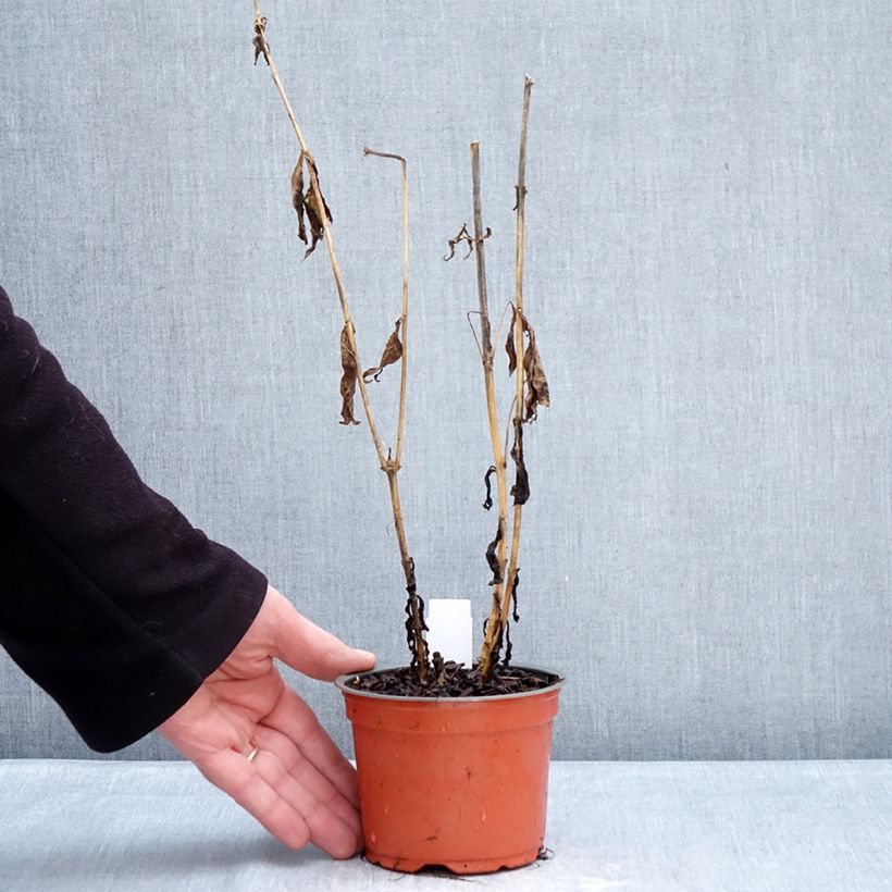 Exemplar von Hohe Flammenblume Orchid Yellow - Phlox paniculata Topf 12 cm / 13 cm wie im Winter geliefert