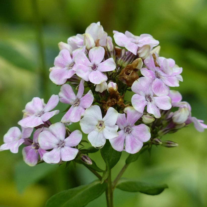 Hohe Flammenblume Sherbet Cocktail - Phlox paniculata (Flowering)
