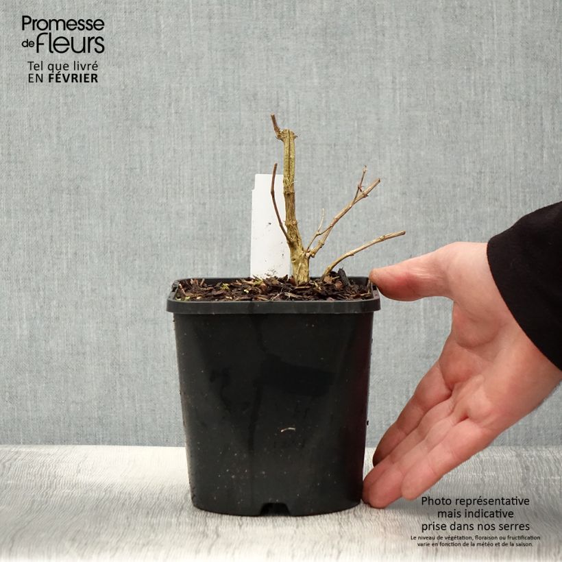 Exemplar von Hohe Flammenblume Starfire - Phlox paniculata Topf mit 1,5L/2L wie im Winter geliefert